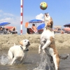 Cani in spiaggia, istruzioni per l’uso